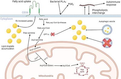 Cell lipid biology in infections: an overview